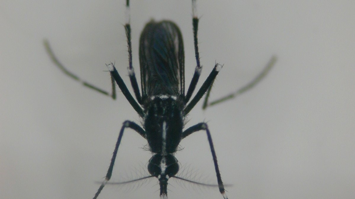 Female mosquito frontal from above