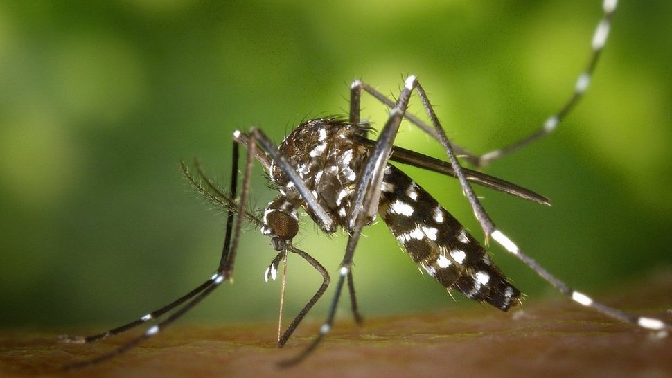 A mosquito with a black and white stripe pattern biting into skin.
