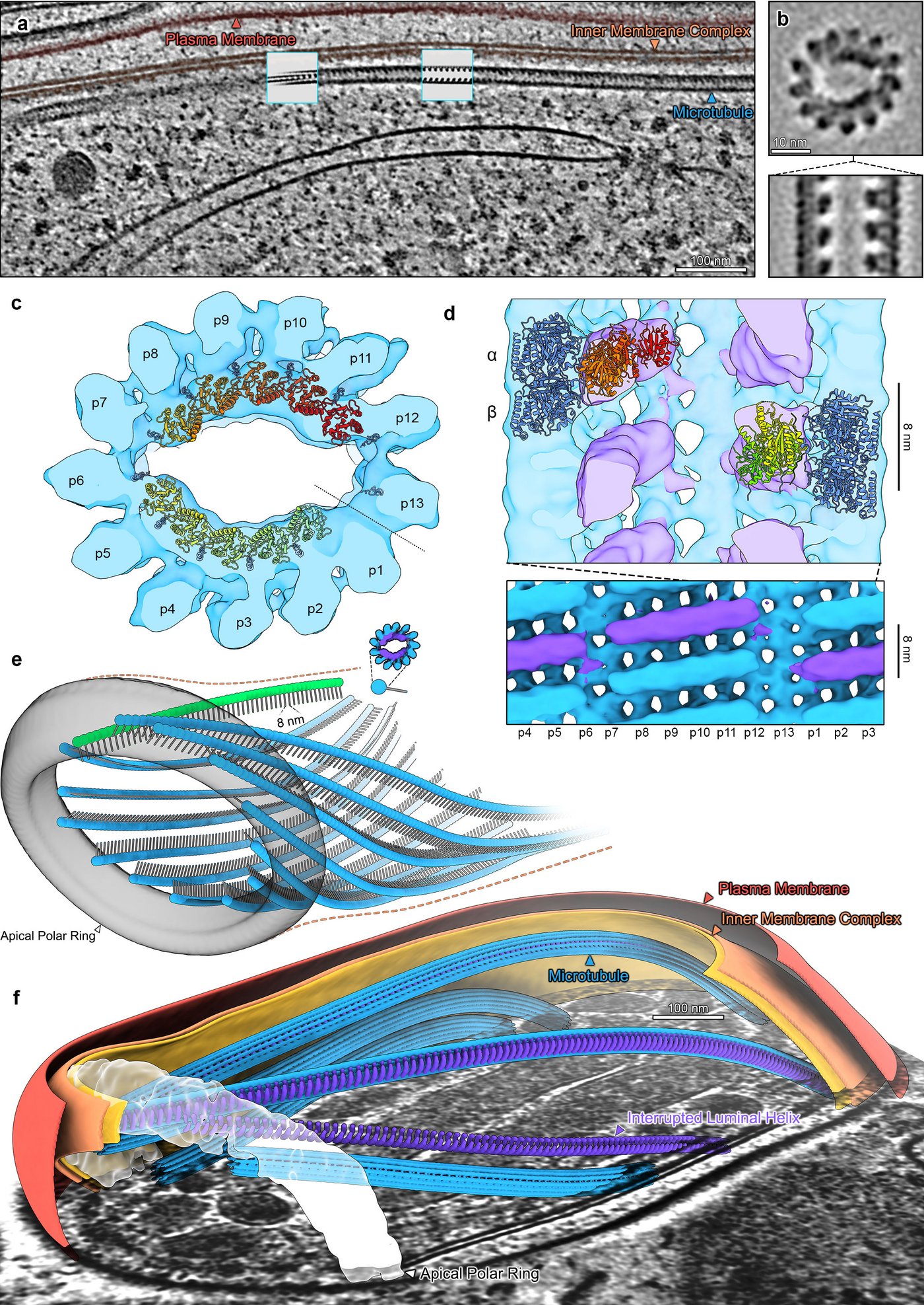 Colourful electron tomographic images:The subpellicular microtubules (SPMT) of sporozoites contain a periodic luminal density within 13 protofilament microtubules.