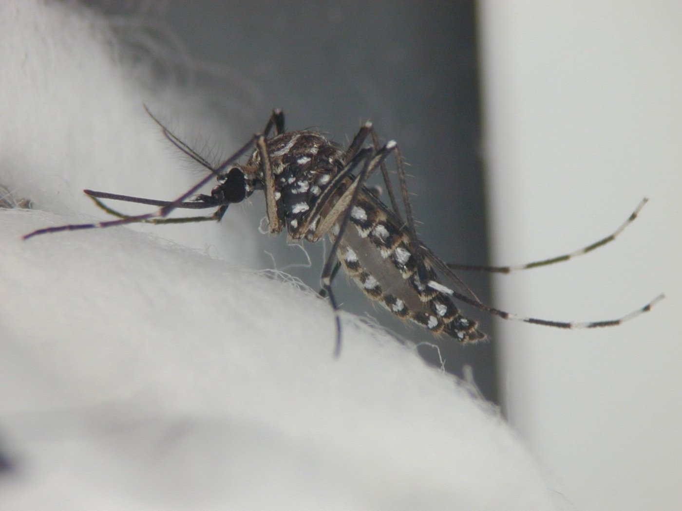 Eine weiß gestreifte Stechmücke (Tigermücke) sitzt auf einem Wattebausch. Das Foto ist in schwarz-weiß gehalten.