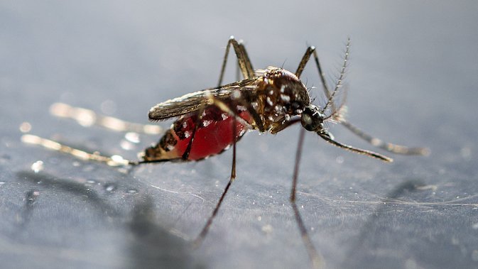 The picture shows a mosquito full of blood in its abdomen on a glass plate.
