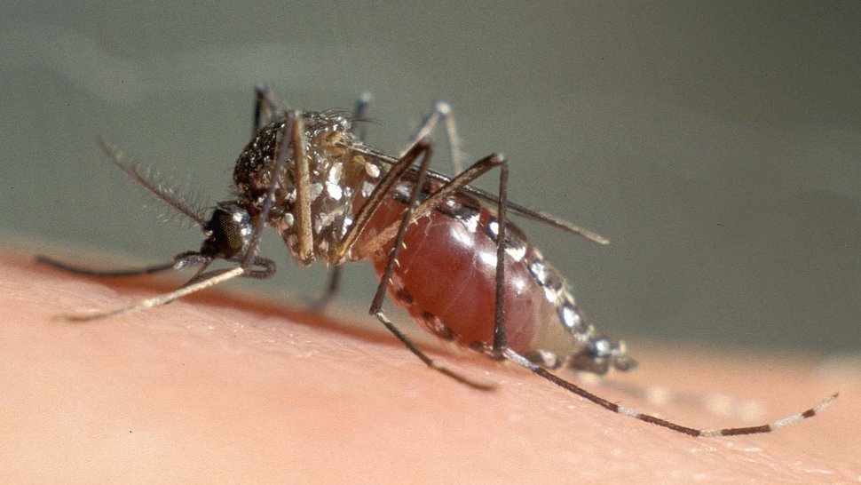 The photo shows a blood-soaked yellow fever mosquito sitting on a piece of skin.