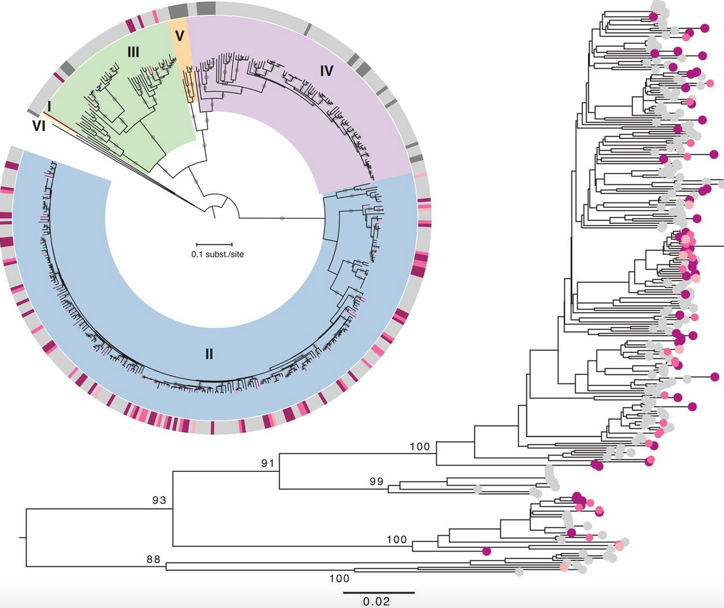 Phylogenetic reconstruction of the S-segment data