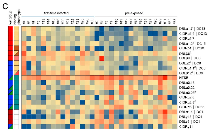 The image shows a heat map of the surface antigen (VSA) of the human malaria parasite.
