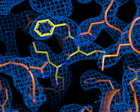 Das Bild zeigt eine schematische farbige Darstellung des antiviral aktivsten Wirkstoffs Calpeptin.